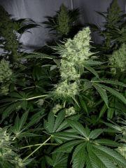 F+52 (pistils) F+61 (12/12)