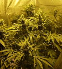 F+46 (pistils) F+55 (12/12)