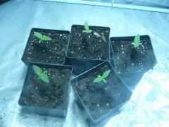 C+5  les quintuplettes
