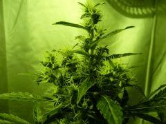 F+40 (pistils) F+49 (12/12)