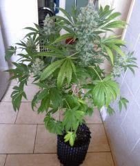 1024 F+81 (pistils) F+90 (12/12)