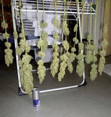 Cut 2 somango X K  1- 1024