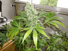 2- somango x kali mist   3-  1024 [dont 1 RIP]