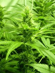 F+29 (depuis 1er pistils)