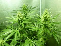F+42 (pistils) F+51 (12/12)