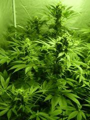 F+40 (pistils) F+49 (12/12)
