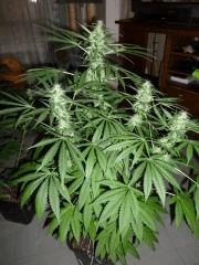 F+33 (pistil) F+42 (12/12)