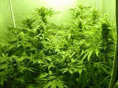F+40 (pistils) F+49 (12/12)