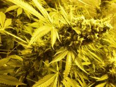 F+57 (pistils) F+66 (12/12)