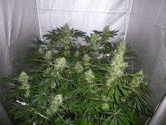 F+52 (pistils) F+61(12/12)