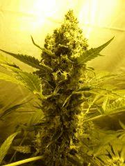 F+70 (pistils) F+79 (12/12)