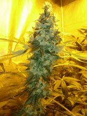 F+52 (pistils)  F+61 (12/12)