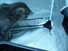 Cat killer