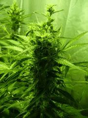 F+40 (pistils) F+49 (12/12)