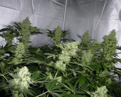 F+56 (pistils) F+65 (12/12)