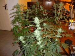 F+33 (pistil) F+42 (12/12)