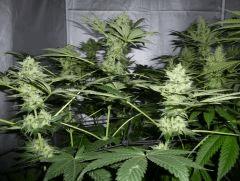 F+42 (pistils) F+51 (12/12)