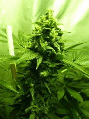 F+45 (pistils) F+54 (12/12)