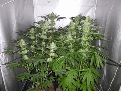 F+42 (pistils) F+51 (12/12)
