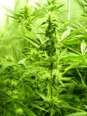 F+36 ou 27 depuis les 1er pistils