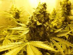 F+58 (pistils)  F+67 (12/12)
