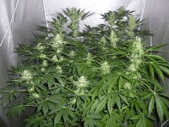 F+35 (pistils) F+44 (12/12)