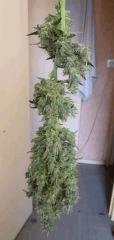 F+70 (pistils) F+79 (12/12)