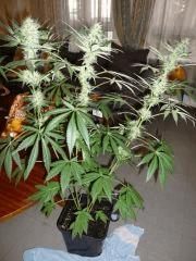 F+33 (pistil) F+42 (12/12)