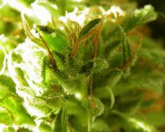 macro destroyer