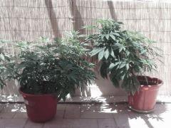 destroyer x blue diesel et garwali 1 mois cro out