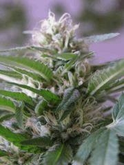 skunk