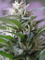 skunk