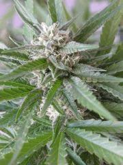 skunk