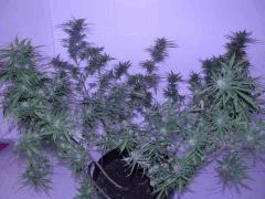 skunk