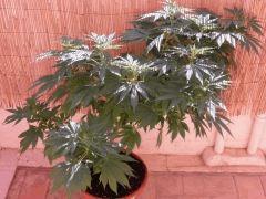skunk