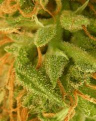 macro destroyer