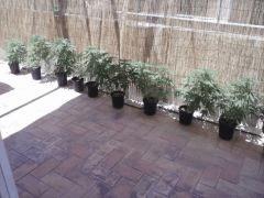 skunk 20 j cro out