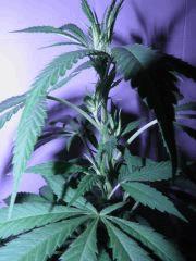 destroyer x blue diesel