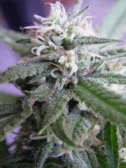 skunk