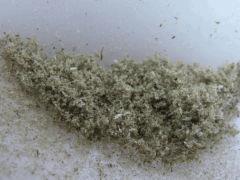 skuff Critical Bilbo
