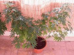 skunk