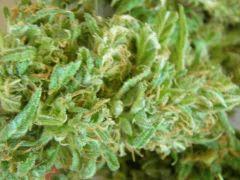 macro test skunk