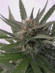 skunk