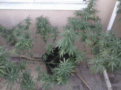 skunk