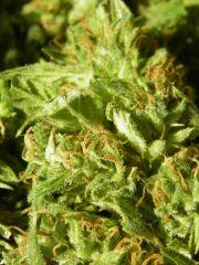 mpt skunk