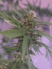 skunk