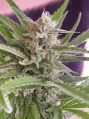 skunk