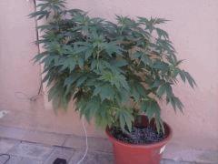 ganesh 1 mois cro out