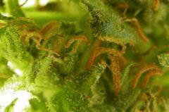 macro destroyer