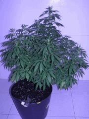 destroyer x blue diesel